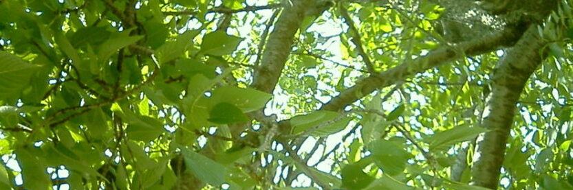 ノート – 知の書