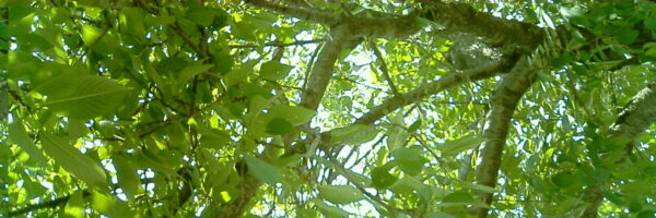 ノート – 知の書